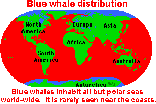 Bluewhaledist.gif (5381 bytes)